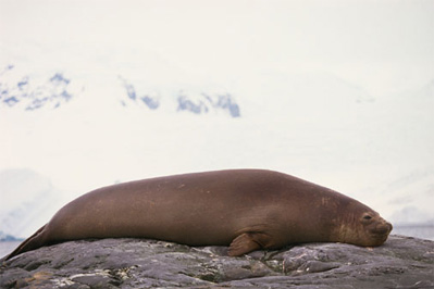 sleepingwalrus.jpg